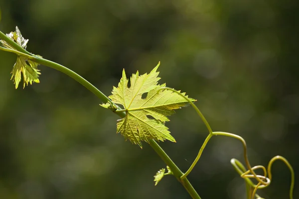 Weinblätter im unscharfen Hintergrund — Stockfoto