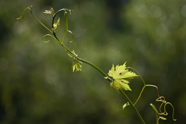 Vine leaves in blurred background — Stock Photo, Image