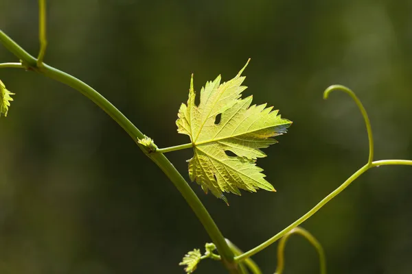 Vine leaves in blurred background — Stock Photo, Image