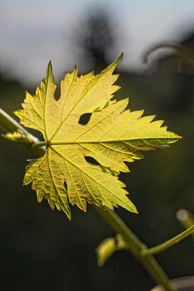 Weinblätter im unscharfen Hintergrund — Stockfoto