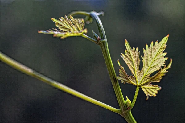 Weinblätter im unscharfen Hintergrund — Stockfoto