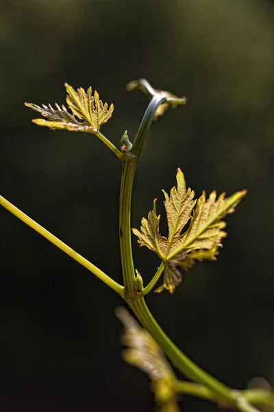 Vine leaves in blurred background — Stock Photo, Image