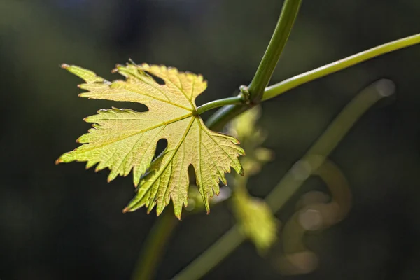 Vinblad i suddig bakgrund — Stockfoto