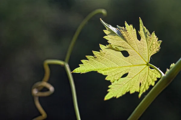 Листья виноградной лозы на размытом фоне — стоковое фото