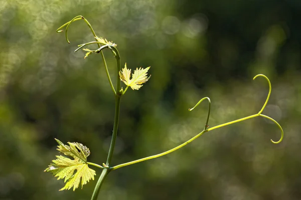 Weinblätter im unscharfen Hintergrund — Stockfoto