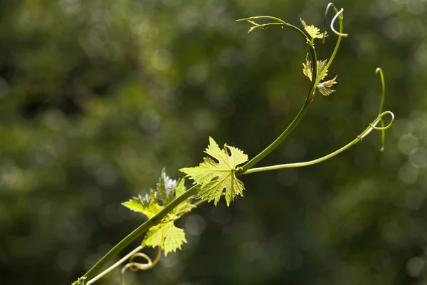 Vinblad i suddig bakgrund — Stockfoto