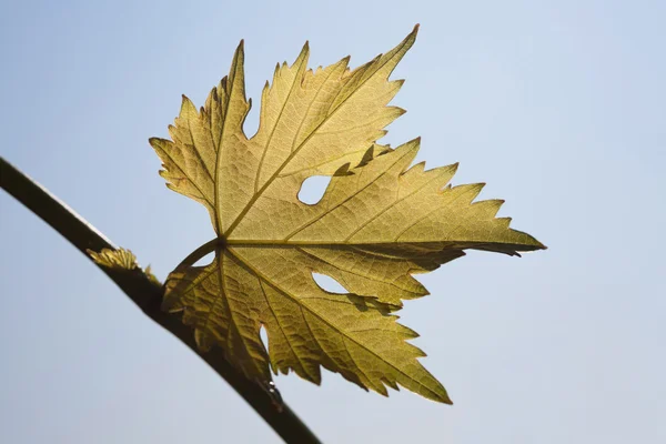 Vine leaves on sky background — Stock Photo, Image