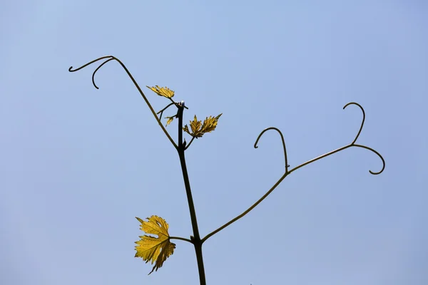 Vine leaves on sky background — Stock Photo, Image