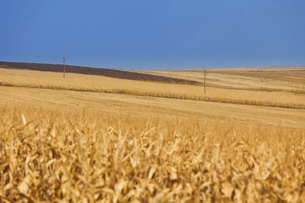 Campo de trigo amarelo com linhas elétricas — Fotografia de Stock