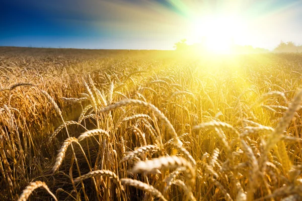 Field of green wheat — Stock Photo, Image