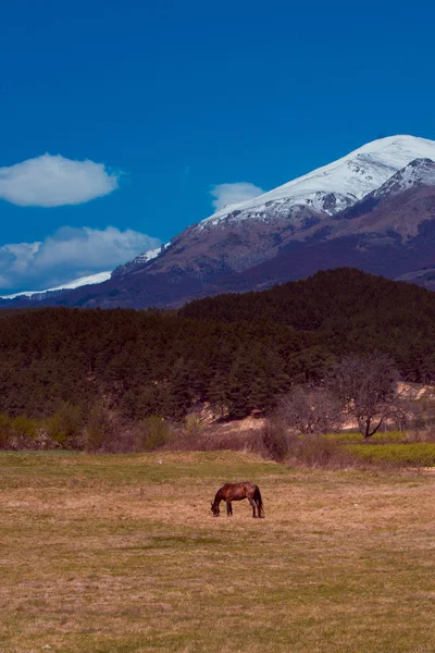 Άλογο που βόσκει στο πεδίο σε βουνό φόντο — Φωτογραφία Αρχείου