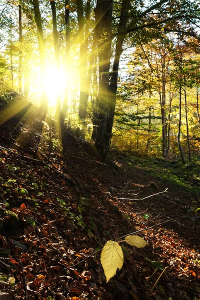 Sonniger Wald früh am Sonnenuntergang — Stockfoto