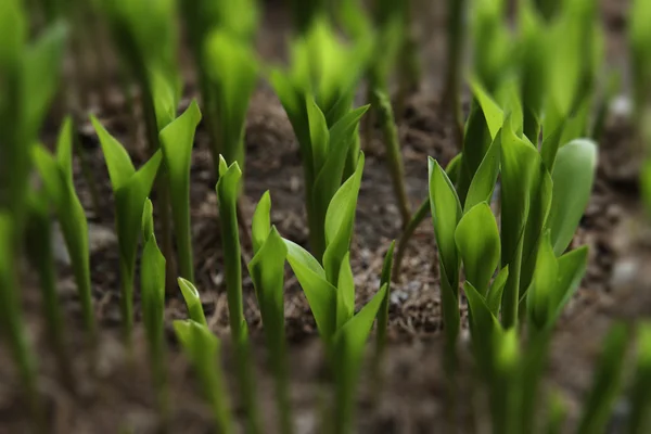 トウモロコシの小さな芽の写真 — ストック写真