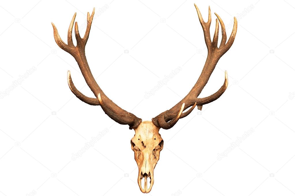 Antlers and skull isolated on white background