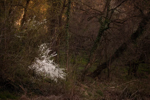Kvetoucí strom v lese — Stock fotografie