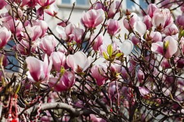 İlkbaharda manolya ağacı çiçek açar.