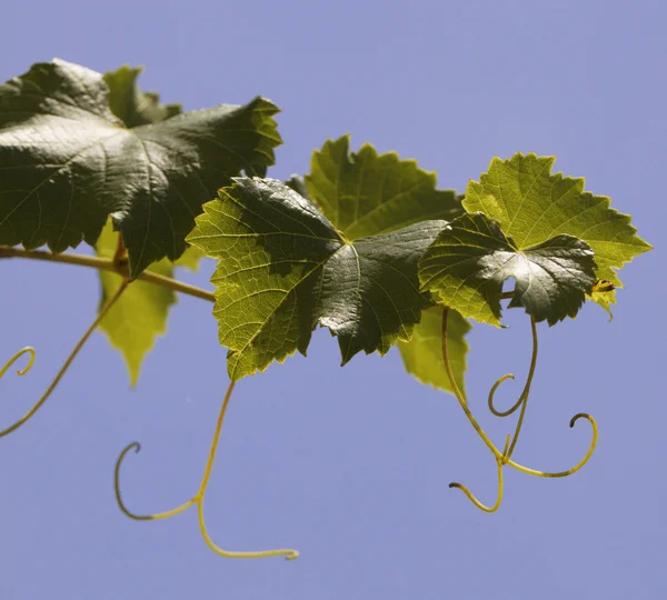 Listy vinné révy na vinici na modré obloze — Stock fotografie