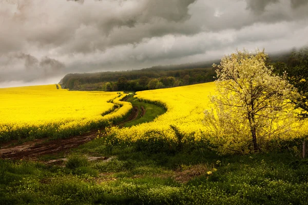 Yellow rape field Landscape with gray clouds — Stock Photo, Image