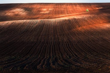 sürülmüş alana ve ağaç