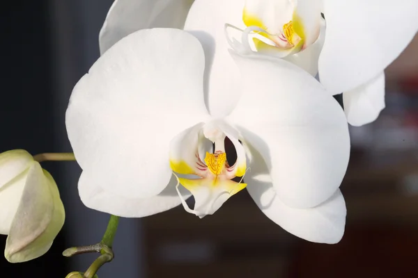 Orquídea branca, foto macro — Fotografia de Stock