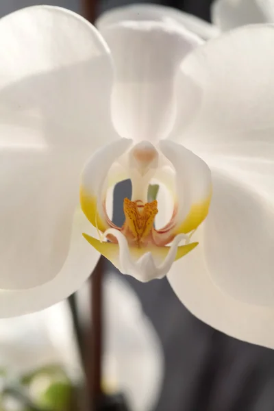 Orquídea branca, foto macro — Fotografia de Stock