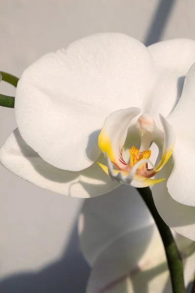 Orchidea bianca, foto macro — Foto Stock