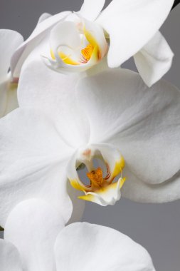 Beyaz Orkide 