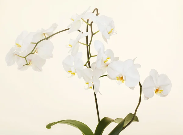 Orchidea bianca — Foto Stock