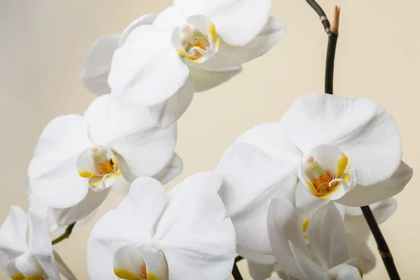 Witte orchidee — Stockfoto