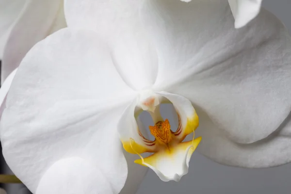 Bílá orchidej — Stock fotografie