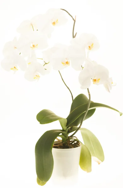 Orchidée blanche — Photo