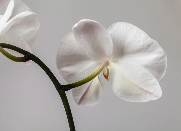 Orchidea bianca — Foto Stock