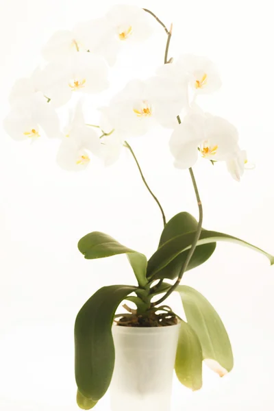 Orchidea bianca — Foto Stock