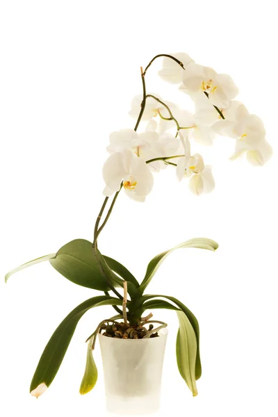 Fehér orchidea — Stock Fotó