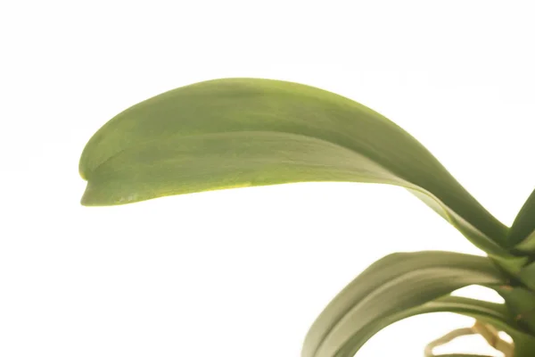 Weiße Orchidee — Stockfoto