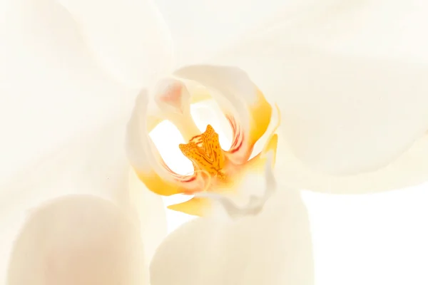 Witte orchidee — Stockfoto