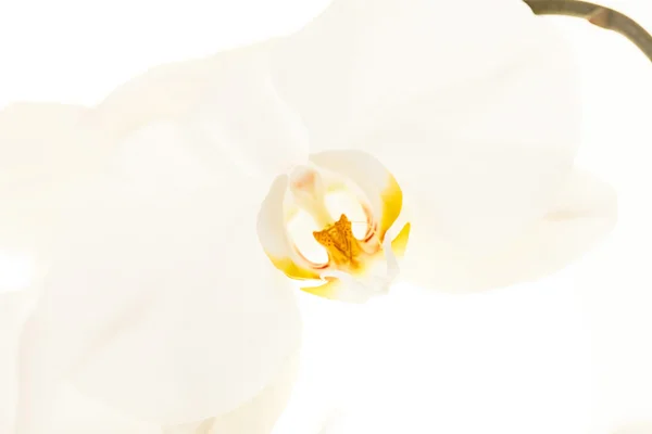 Orchidea bianca — Foto Stock