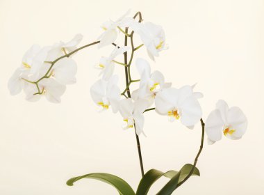 Beyaz Orkide 