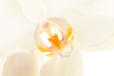 Beyaz Orkide 