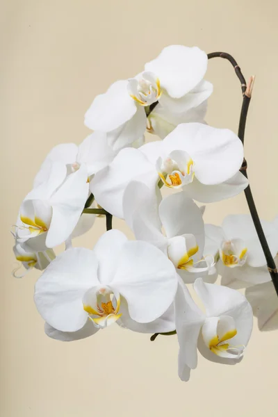 Orchidée blanche — Photo