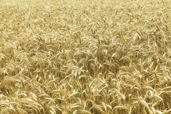 Field of ripe wheat — Stock Photo, Image