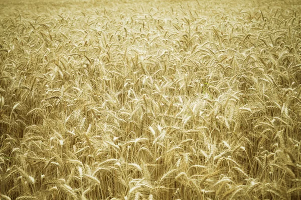 Field of ripe wheat — Stock Photo, Image