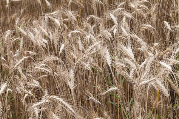 Field of ripe wheat — Stock Photo, Image