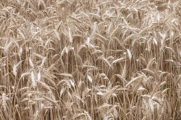 Field of ripe wheat — Stock Photo, Image