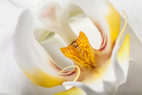 Orquídea blanca — Foto de Stock