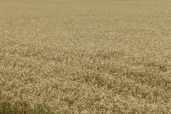 Field of ripe wheat — Stock Photo, Image