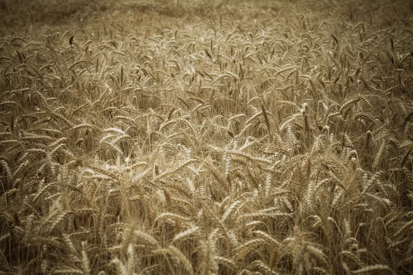 Field of ripe wheat — Stock Photo, Image