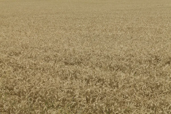 Campo de trigo maduro — Foto de Stock