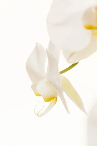 Orquídea blanca — Foto de Stock