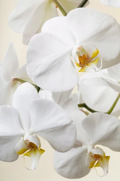 Storczyk white — Zdjęcie stockowe